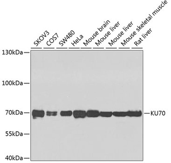 KU70 Antibody