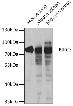 BIRC3 Antibody