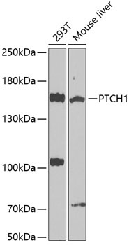 PTCH1 Antibody