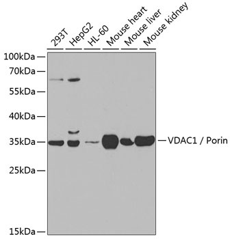 VDAC1 / Porin Antibody