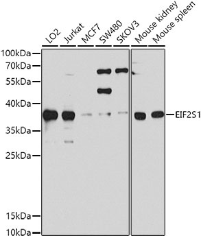 EIF2S1 Antibody