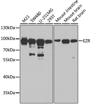 EZR Antibody