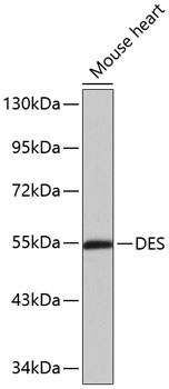 DES Antibody