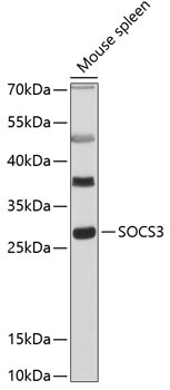 SOCS3 Antibody