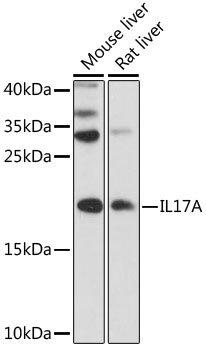 IL17A Antibody