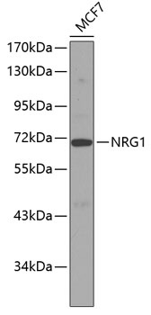 NRG1 Antibody