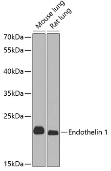 Endothelin 1 Antibody