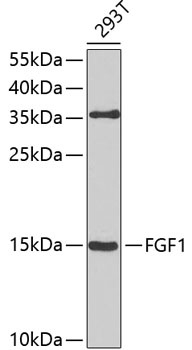 FGF1 Antibody