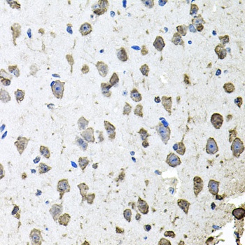 FGF1 Antibody