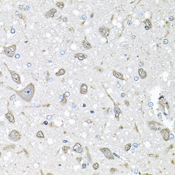 FGF1 Antibody