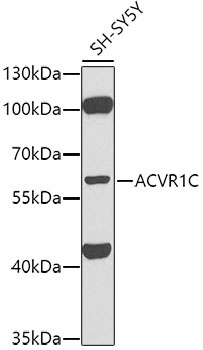 ACVR1C Antibody