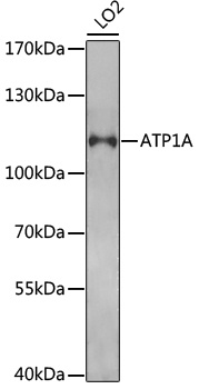 ATP1A Antibody