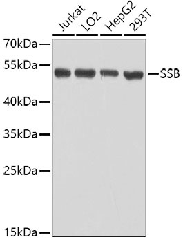 SSB Antibody
