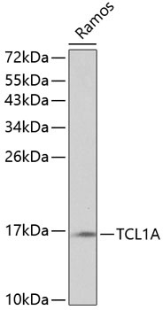 TCL1A Antibody