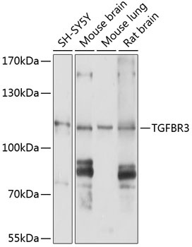 TGFBR3 Antibody