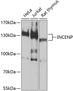 INCENP Antibody