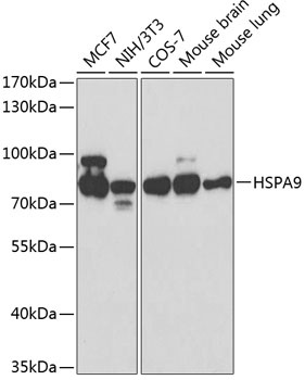 HSPA9 Antibody