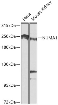 NUMA1 Antibody