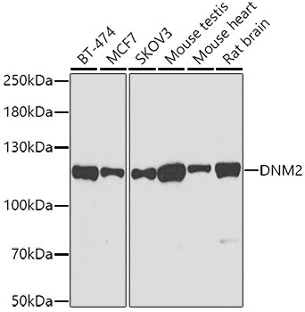 DNM2 Antibody