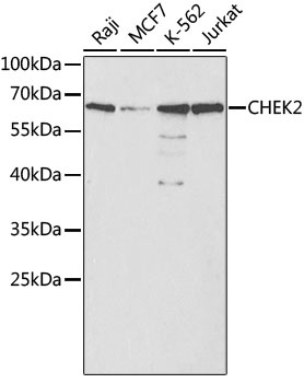 CHEK2 Antibody