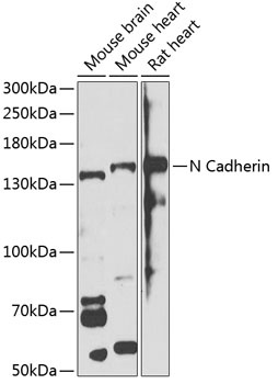 CDH2 Antibody