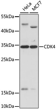 CDK4 Antibody