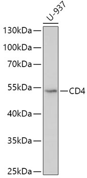 CD4 Antibody