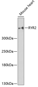 RYR2 Antibody