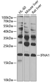 IFNA1 Antibody