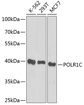 POLR1C Antibody