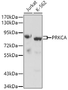 PRKCA Antibody
