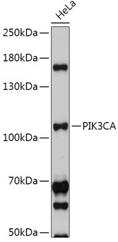 PIK3CA Antibody