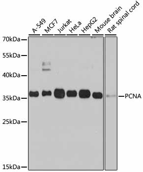 PCNA Antibody