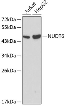 NUDT6 Antibody