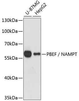 NAMPT Antibody