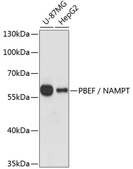 PBEF / NAMPT Antibody