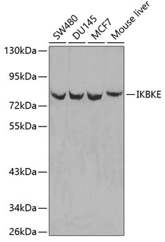 IKBKE Antibody