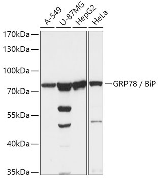 HSPA5 Antibody