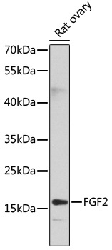 FGF2 Antibody