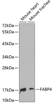 FABP4 Antibody