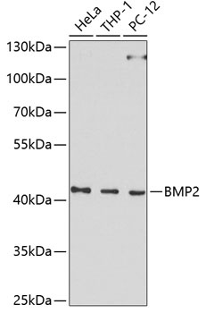 BMP2 Antibody