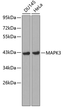 MAPK3 Antibody