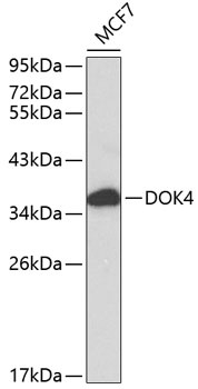 DOK4 Antibody