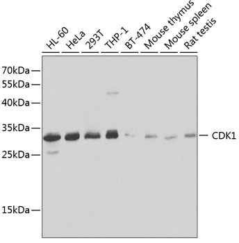CDK1 Antibody
