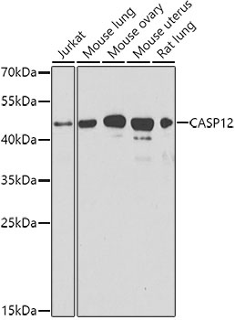 CASP12 Antibody