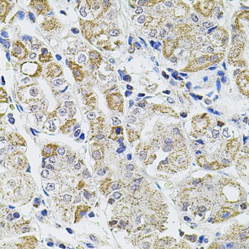 CASP12 Antibody
