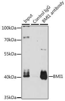 BMI1 Antibody