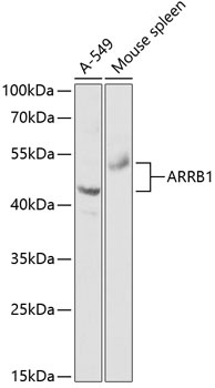 ARRB1 Antibody