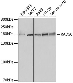 RAD50 Antibody