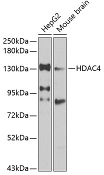 HDAC4 Antibody